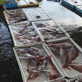 鯛祭り！の画像