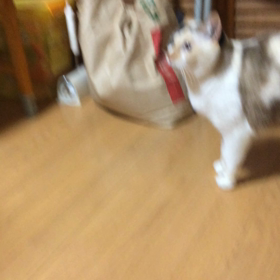 最近のチッチ♡の画像