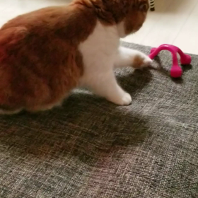 *ペットゎ飼い主に似る*の画像