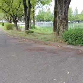 ミニ駅伝（中間点付近）③の画像