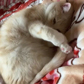 うちの子のココが推せる！の画像