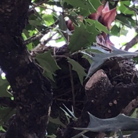 鳥さん♪の画像