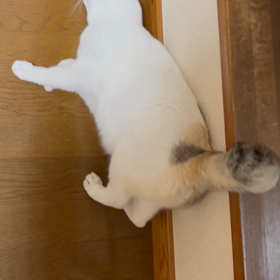 ごめんねの画像