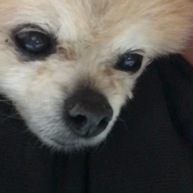 呼吸が止まったコロ…の画像