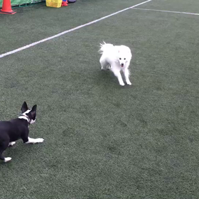 我が家のモフモフ犬の画像