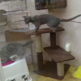 ぎょ！魚！魚！キャット フィッシング！の画像