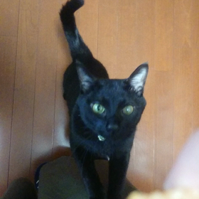 待て、お座りの画像