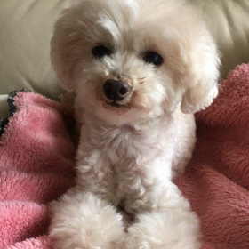 モーニング犬の画像