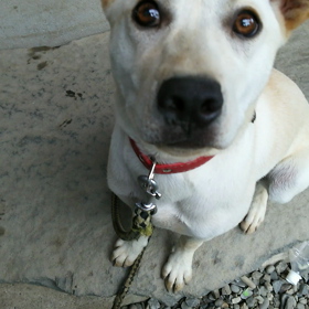 「まて」タイムのお時間ですの画像