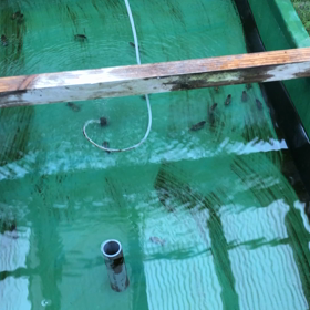 黒仔池の水換えの画像