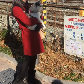 電車大好きパグ動画の画像