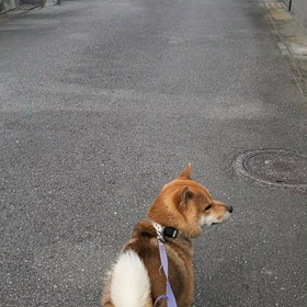 配送車を見つけたらの画像