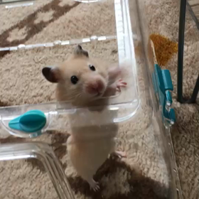 お笑いを　おひとつの画像