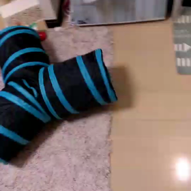 里親様から、ゆずくん元気便りの画像