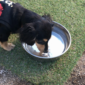 カインズドッグランの画像