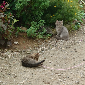 いつの間にか、居着いた仔猫ちゃん達の画像