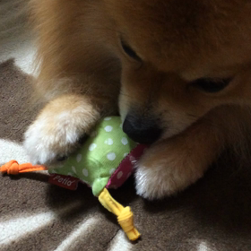 カツカツ遊び(ᵔᴥᵔ)の画像