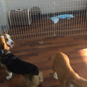 じゃれあいの画像