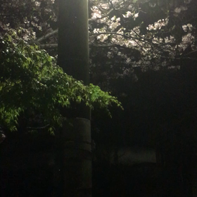 昨夜の花の雨の画像