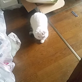 キッチンでの画像