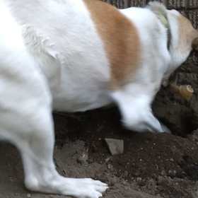 ジャッさんとの日々422の画像