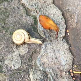 たまには カタツムリの画像