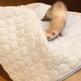 今日のシナモン  癒しの画像