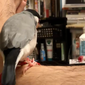 初めてのお見合い？　[桜文鳥パンチ]の画像