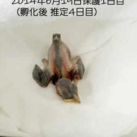 おちゅんのまとめの画像