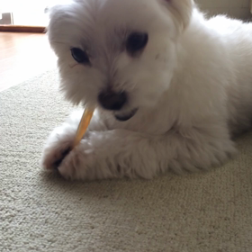 牛アキレスをカジカジ(*^^*)の画像