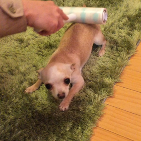 ゾロ7か月。の画像