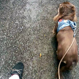 お散歩なのにの画像