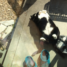 ダイエットはじめ？デブ猫 もぐさんの画像