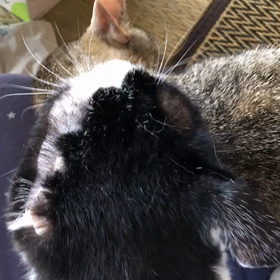 今日の猫ちゃん達❣️の画像