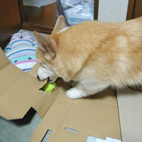 お仕事兼遊びの画像