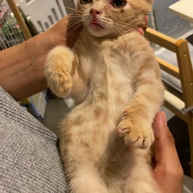 あまったれさん❤️の画像