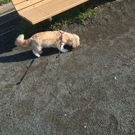 愛犬のおかげで朝活の画像