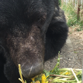 タンポポの画像