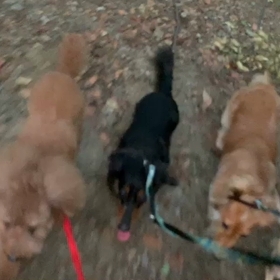 9月10日16わんこと1時間遠足  代々木公園の画像