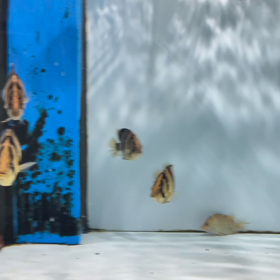 神秘的シャムタイガー！これが泰國虎魚！の画像
