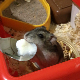 チュールチュールりんの画像