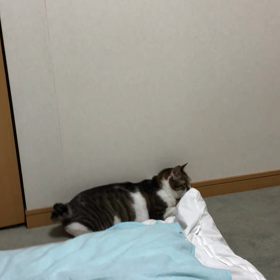 動物王国のぎんちゃんメルちゃんの絆物語。おおらかになれないにや！の画像