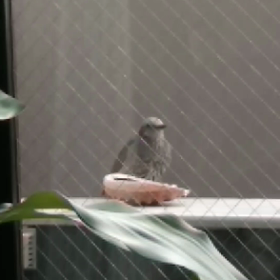 癒されるの画像