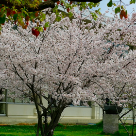 先日の桜をプチ動画にの画像