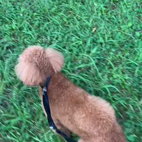 7月28日16わんこと1時間遠足  代々木公園の画像