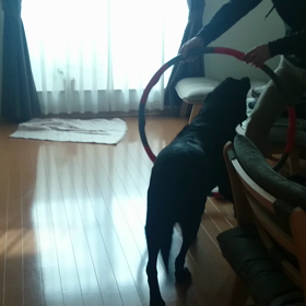 アジりティはやらないの画像