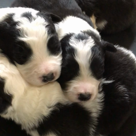 販売中子犬について。の画像