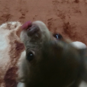 ぐるぐるるるぅの画像