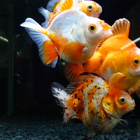 中国だるま琉金の画像