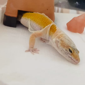 リュカちゃんの脱皮の画像